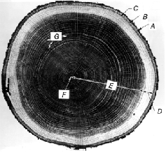 Figure 2-1 Wood as an Engineering Material