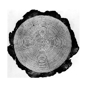 Figure 2-2 Wood as an Engineering Material